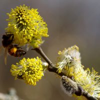 14/03/2024 sur Saule marsault