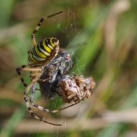 diptère et sauterelle au menu de cette Epeire frelon