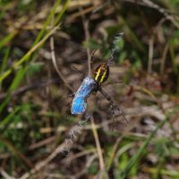 04/09/2019 un papillon Azuré au repas de cette Epeire