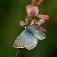 02/08/2011 mâle sur Sainfoin