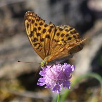 21/08/2023 femelle sur Scabieuse colmbaire