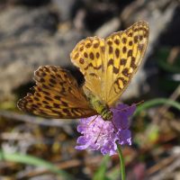 21/08/2023 femelle sur Scabieuse colmbaire