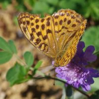 21/08/2023 femelle sur Scabieuse colmbaire