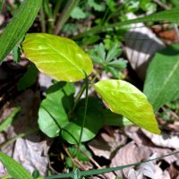 23/04/2024 cotyl&eacute;dons et premi&egrave;res feuilles