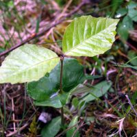 03/05/2024 cotyl&eacute;dons et premi&egrave;res feuilles