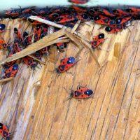 05/04/2024 juste après la sortie d'hivernation