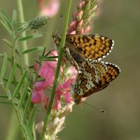 26/05/2008 accouplement sur Sainfoin