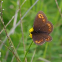 29/05/2019 sur Renoncule bulbeuse