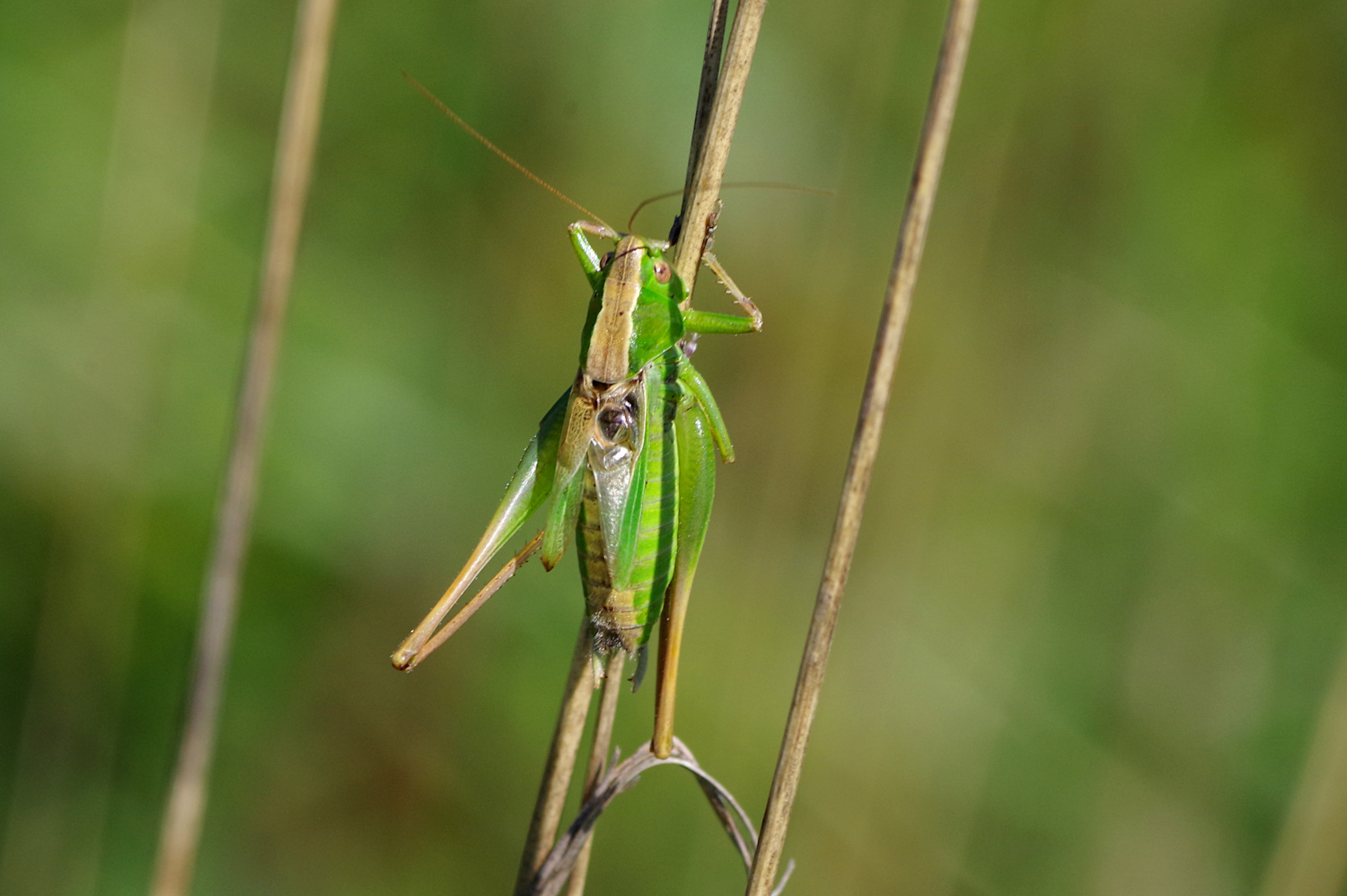 Decticelle Bicolore Pelouses Calcaires Lorry Mardigny decticelle-bicolore-pelouses-calcaires-lorry-mardigny