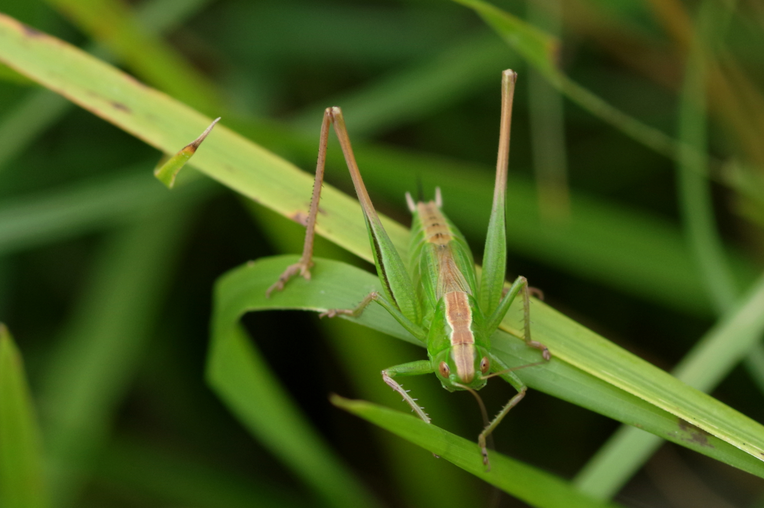 Decticelle Bicolore Pelouses Calcaires Lorry Mardigny decticelle-bicolore-pelouses-calcaires-lorry-mardigny