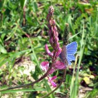 10/06/2006 sur Sainfoin