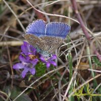 16/09/2019 sur Campanule
