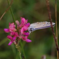 29/07/2021 sur Sainfoin