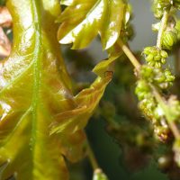 23/04/2023 jeunes feuilles