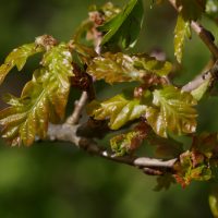 23/04/2023 jeunes feuilles