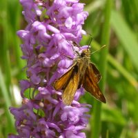 09/06/2022 sur Orchis moucheron