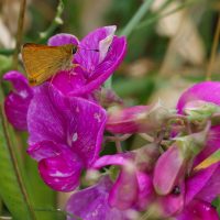 27/06/2022 sur Gesse à larges feuilles
