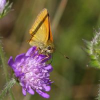 04/07/2022 sur Knautie
