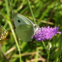 08/07/2018 femelle sur Knautie