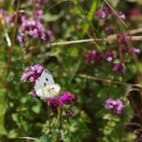 20/08/2021 sur Oeillet des chartreux