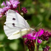 20/08/2021 sur Oeillet des chartreux