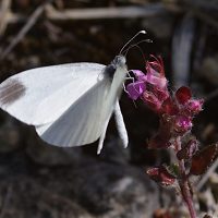 04/07/2022 sur Germandrée petit-chêne