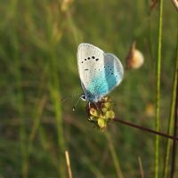 04/06/2006 sur Petite Pimprenelle
