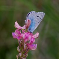 14/05/2011 sur Sainfoin