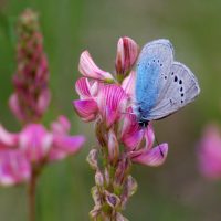 14/05/2011 sur Sainfoin