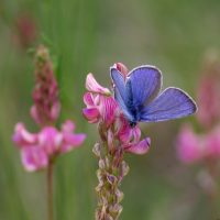 14/05/2011 sur Sainfoin