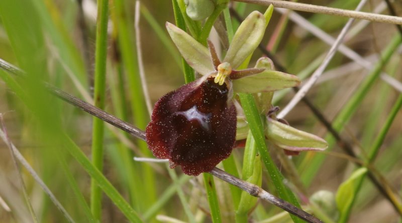 Hybride d’Ophrys bourdon et Ophrys mouche