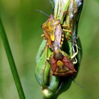 02/06/2023 sur Salsifis, accouplement