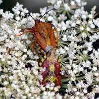 13/07/2023 accouplement sur Carotte sauvage