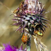 13/07/2023 6 individus sur Chardon pench&eacute;