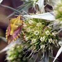 29/07/2023 sur Panicaut champ&ecirc;tre