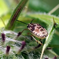 03/08/2024 juv&eacute;nile sur Cirse laineux