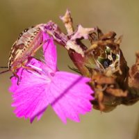 04/07/2025 juv&eacute;nile sur Oeillet des chartreux