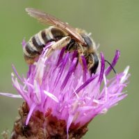 29/06/2014 femelle sur Centaurée jacée
