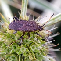 09/08/2023 sur Panicaut champêtre