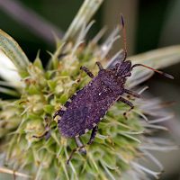 09/08/2023 sur Panicaut champêtre