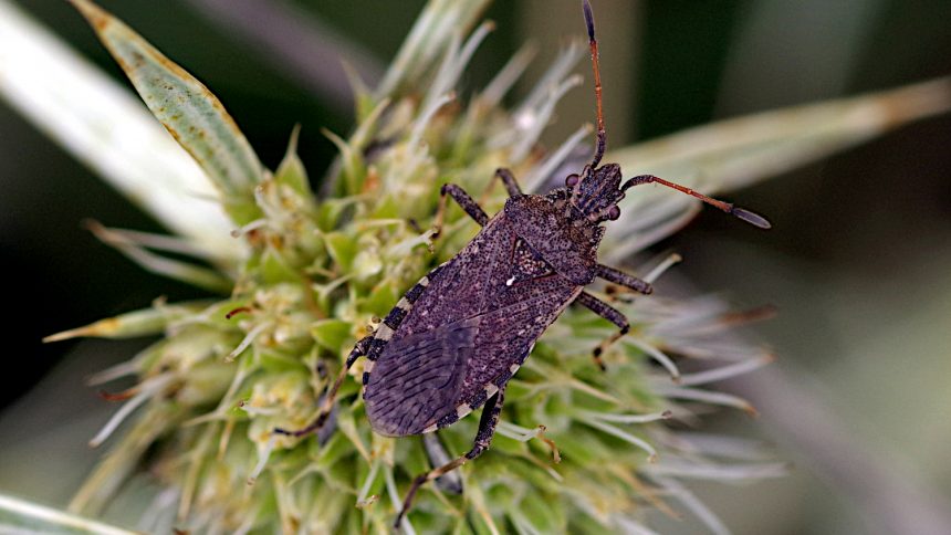 09/08/2023 sur Panicaut champêtre