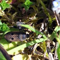 13/04/2024 sur Myosotis