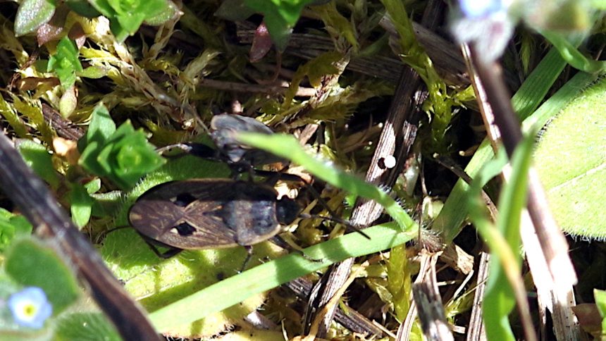 13/04/2024 sur Myosotis