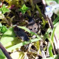 13/04/2024 sur Myosotis