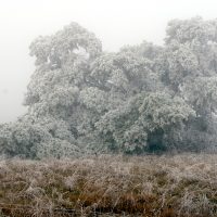 21/01/2026 branches ployant sous le poids du givre