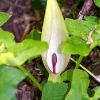 16/04/2026 fleur
