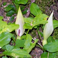 16/04/2026 fleurs