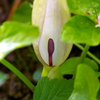 16/04/2026 fleur