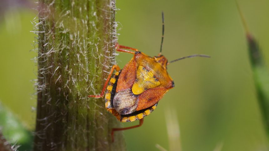 29/07/2025 sur Cirse laineux