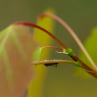 22/04/2025 sur Tremble